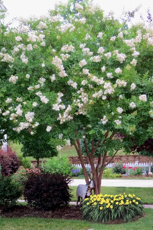 Sarah's Favorite Crape Myrtle - 7 Gallon Pot (4-5') - Image 4