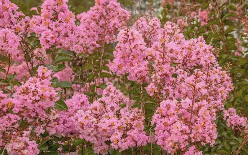 Sioux Pink Crape Myrtle - 1 Gallon Pot - Image 4