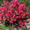Tonto Red Crape Myrtle - 1 Gallon Pot
