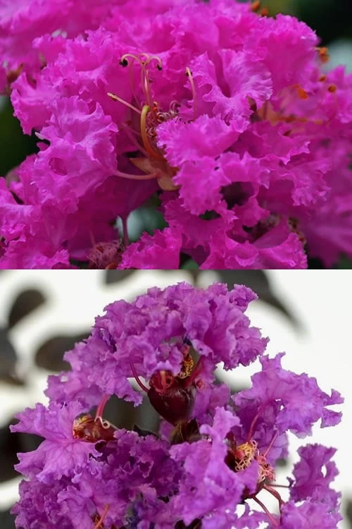 Twilight Purple Crape Myrtle - 3 Gallon Pot - Image 6