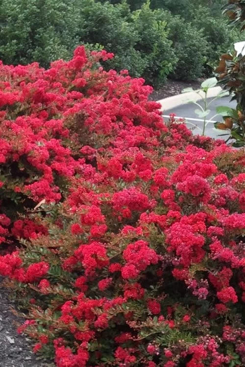 Cherry Dazzle Dwarf Crape Myrtle - 1 Gallon Pot