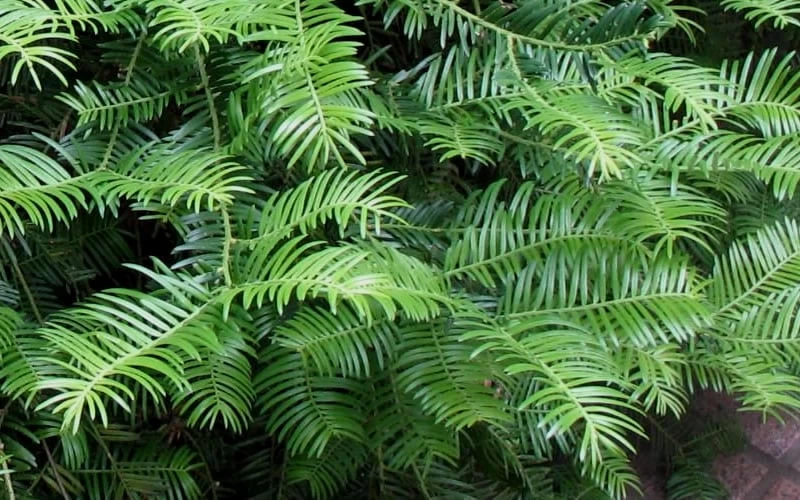 Creeping Japanese Plum Yew (Cephalotaxus Harringtonia 'Prostrata') - 2.5 Gallon Pot - Image 6