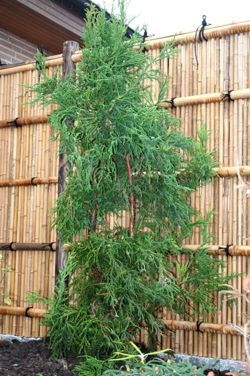 Rasen Sugi Cryptomeria Japanese Cedar - 1 Gallon Pot - Image 7