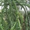 Rasen Sugi Cryptomeria Japanese Cedar - 1 Gallon Pot