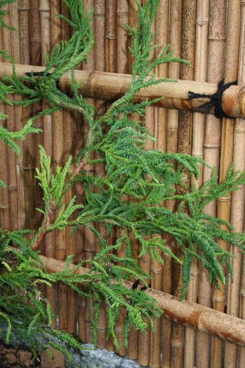 Rasen Sugi Cryptomeria Japanese Cedar - 1 Gallon Pot - Image 6