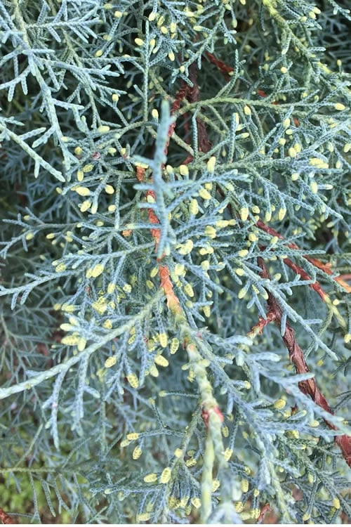 Carolina Sapphire Arizona Cypress - 7 Gallon Pot (4-5') - Image 5