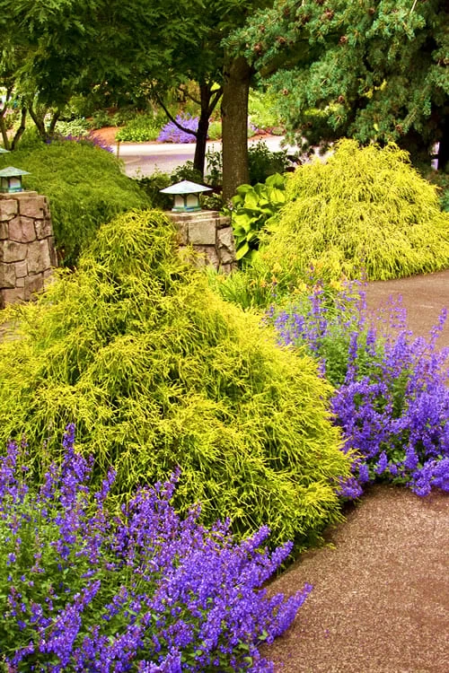 Gold Mop Threadleaf Cypress - 6 Pack Of 1 Gallon Pots - Image 9