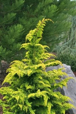 Gold Tip Fernspray Hinoki Cypress - 3 Gallon Pot