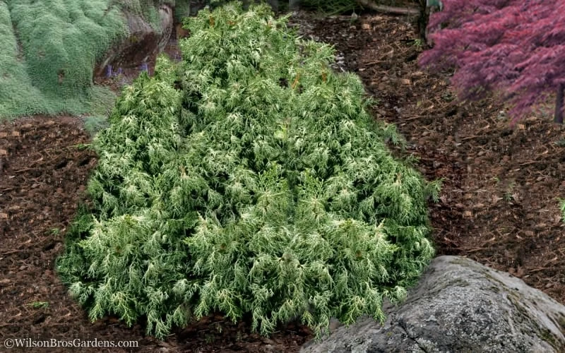 Marie's White Dwarf Hinoki Cypress - Chamaecyparis Obtusa 'Mariesii - 1 Gallon Pot - Image 4