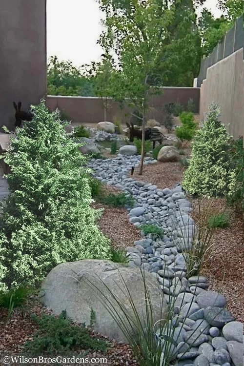 Marie's White Dwarf Hinoki Cypress - Chamaecyparis Obtusa 'Mariesii - 5 Gallon Pot - Image 5