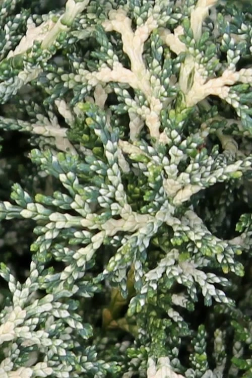 Marie's White Dwarf Hinoki Cypress - Chamaecyparis Obtusa 'Mariesii - 1 Gallon Pot - Image 6