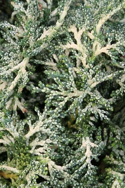 Marie's White Dwarf Hinoki Cypress - Chamaecyparis Obtusa 'Mariesii - 1 Gallon Pot - Image 7