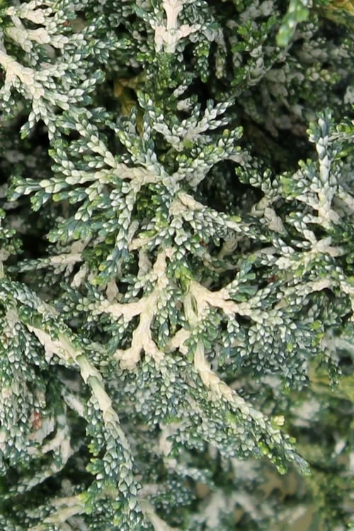 Marie's White Dwarf Hinoki Cypress - Chamaecyparis Obtusa 'Mariesii - 5 Gallon Pot - Image 8