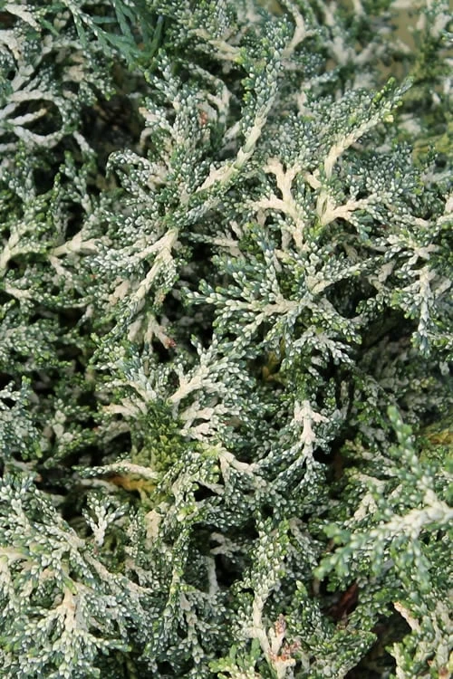 Marie's White Dwarf Hinoki Cypress - Chamaecyparis Obtusa 'Mariesii - 1 Gallon Pot - Image 9