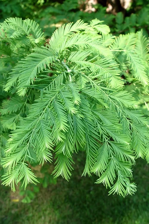 Miss Grace Weeping Dawn Redwood Tree (Metasequoia) - 3 Gallon Pot - Image 4