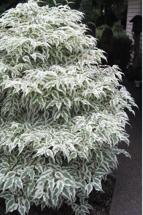 Summer Fun Variegated Dogwood - Cornus Kousa - 5 Gallon Pot (2-3') - Image 5