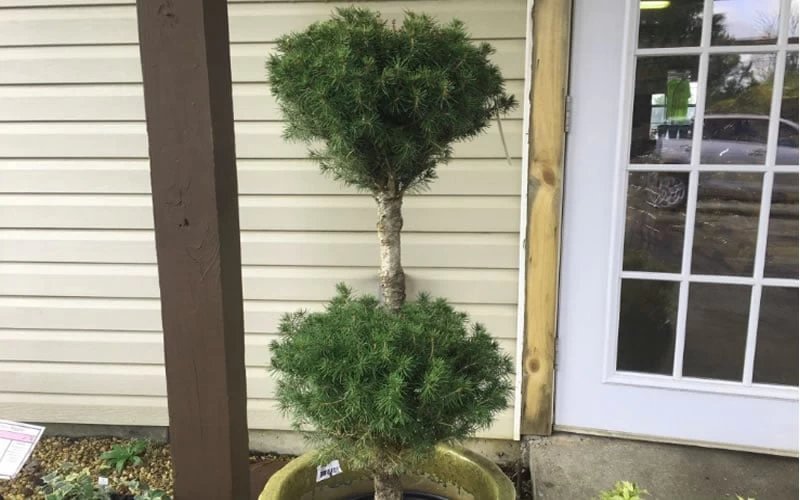 Poodle Tier Dwarf Alberta Spruce 3 Ball Topiary (3-Ball) - 3 Gallon Pot - Image 4