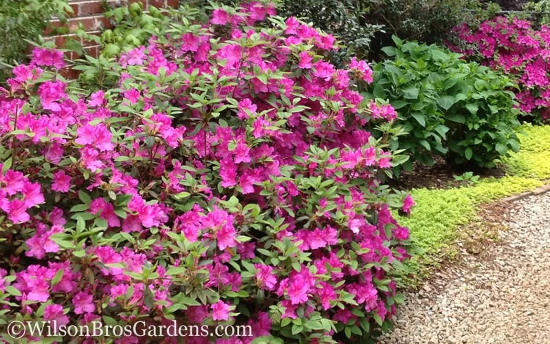 Autumn Amethyst Encore Azalea - 3 Gallon Pot - Image 4