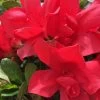 Autumn Bonfire Encore Azalea - 2 Gallon Pot
