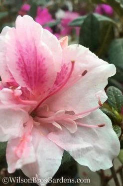 Autumn Chiffon Encore Azalea - 6 Pack Of 1 Gallon Pots