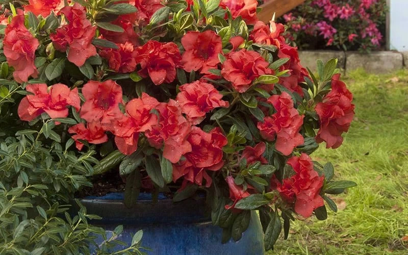 Autumn Embers Encore Azalea - 3 Gallon Pot - Image 6