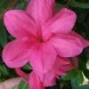 Autumn Empress Encore Azalea - 6 Pack Of 1 Gallon Pots