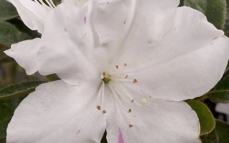 Autumn Lily Encore Azalea - 2 Gallon Pot - Image 4