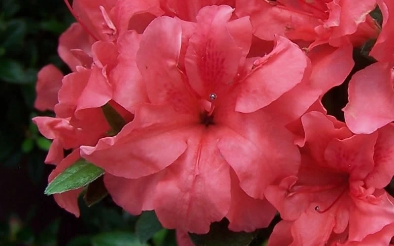 Autumn Princess Encore Azalea - 6 Pack Of 1 Gallon Pots - Image 4