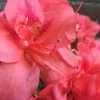 Autumn Princess Encore Azalea - 2 Gallon Pot