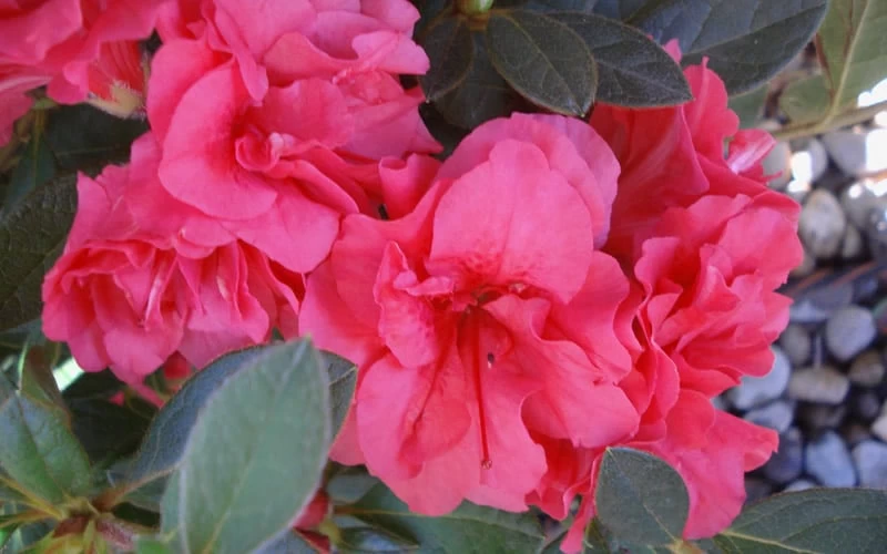 Autumn Rouge Encore Azalea - 6 Pack Of 1 Gallon Pots - Image 4