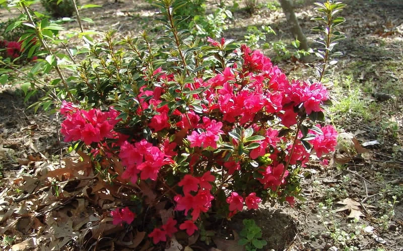 Autumn Ruby Encore Azalea - 2 Gallon Pot - Image 5