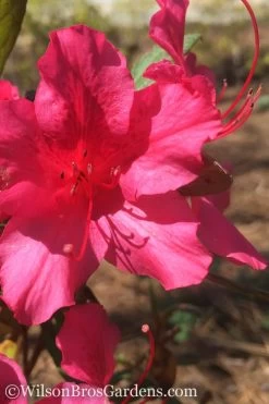 Autumn Sangria Encore Azalea - 3 Gallon Pot