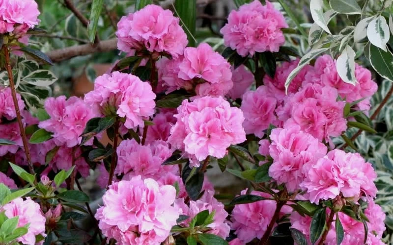 Autumn Carnation Encore Azalea - 2 Gallon Pot - Image 4