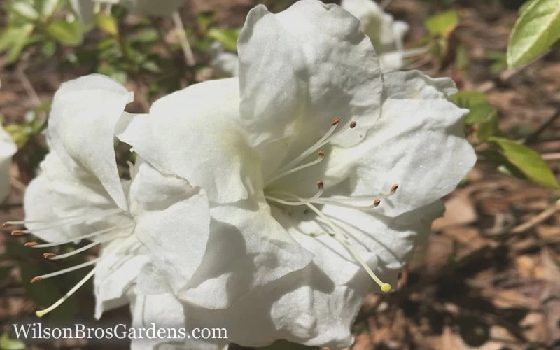 Autumn Moonlight Encore Azalea - 3 Gallon Pot - Image 4