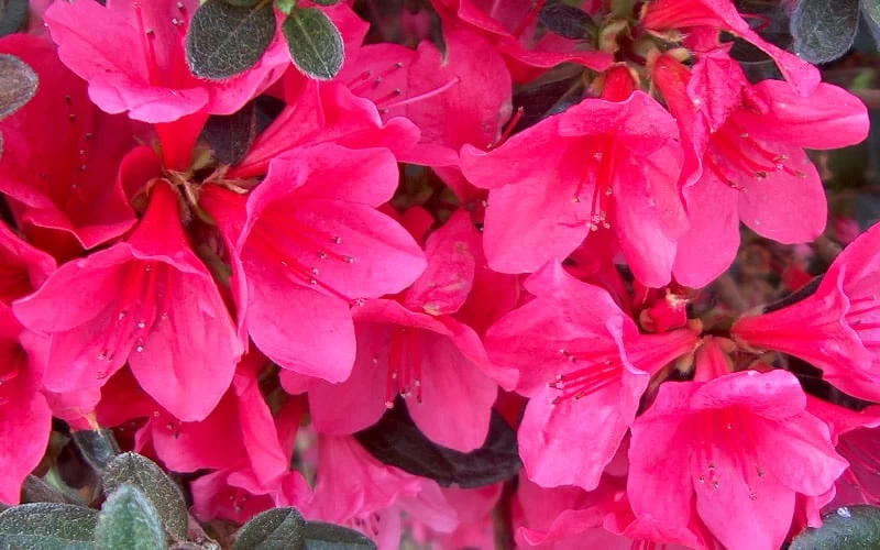 Autumn Ruby Encore Azalea - 2 Gallon Pot - Image 4