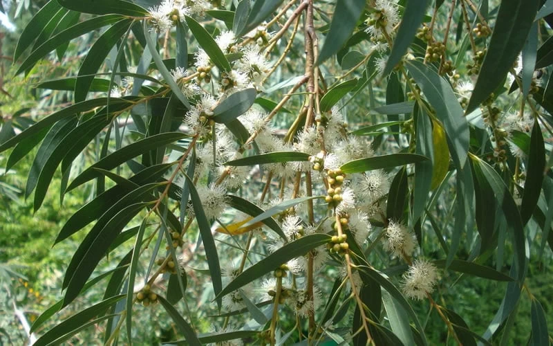 Funky Monkey Cold Hardy Eucalyptus Tree (Eucalyptus Parvula) - 3 Quart Pot - Image 4