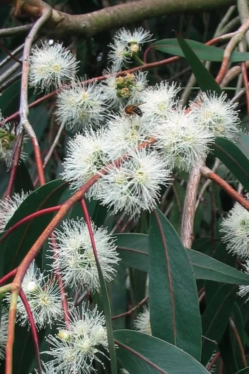 Jersey Girl Cold Hardy Eucalyptus Tree (Eucalyptus Macarthurii) - Quart Pot - Image 9