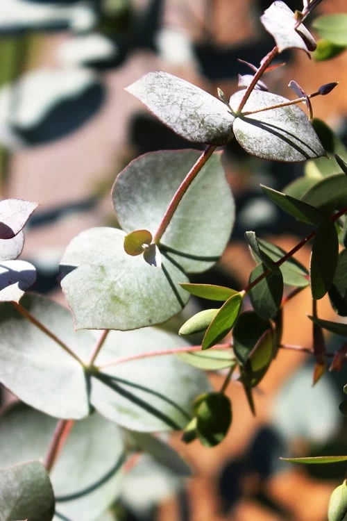 Maggie Cold Hardy Eucalyptus Tree (Eucalyptus Nova Anglica) - 2 Gallon Pot - Image 6