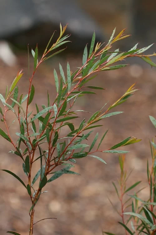 Skinny Minny Hardy Eucalyptus Tree (Eucalyptus Moorei) - 2 Gallon Pot - Image 4