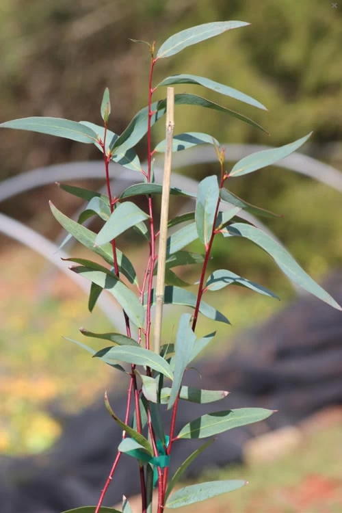 Snow Day Cold Hardy Eucalyptus Tree (Eucalyptus Gregsoniana) - Quart Pot - Image 5