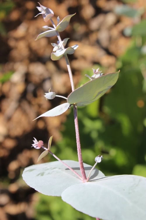 Maggie Cold Hardy Eucalyptus Tree (Eucalyptus Nova Anglica) - 2 Gallon Pot - Image 4