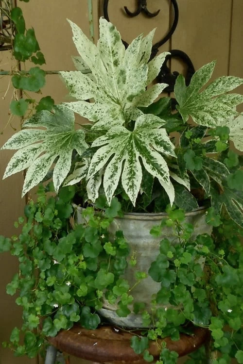 Spider's Web Fatsia - Japanese Aralia Paper Plant - 1 Gallon Pot - Image 6