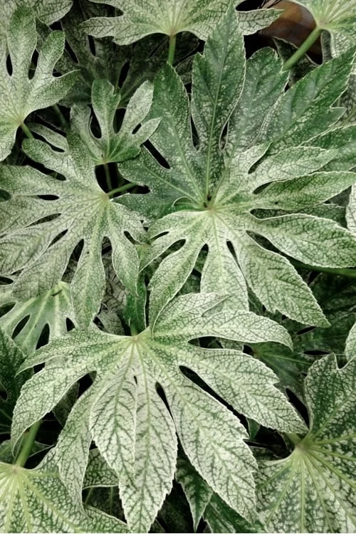 Spider's Web Fatsia - Japanese Aralia Paper Plant - 1 Gallon Pot - Image 4