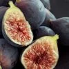Chicago Cold Hardy Fig Tree - 6 Pack Of 1 Gallon Pots