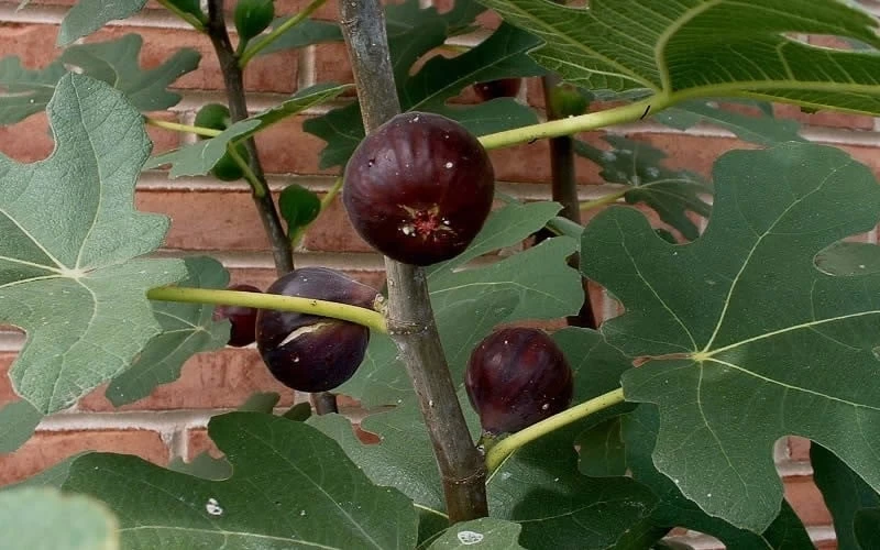 Chicago Cold Hardy Fig Tree - 6 Pack Of 1 Gallon Pots - Image 4