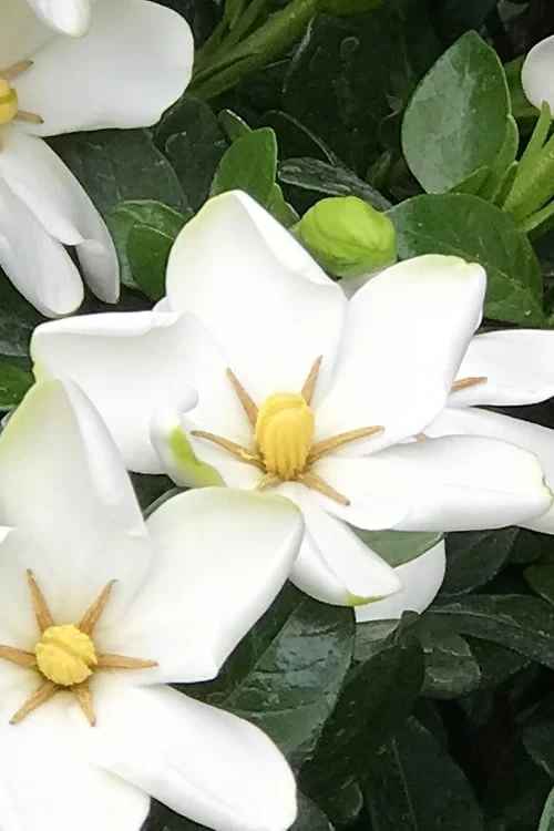 Hardy Fragrant Daisy Gardenia Bush - 2.5 Quart Pot - Image 4