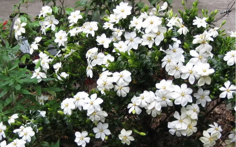 Hardy Fragrant Daisy Gardenia Bush - 3 Gallon Pot - Image 5