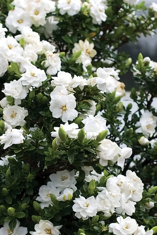 Double Mint Gardenia - 3 Gallon Pot - Image 4