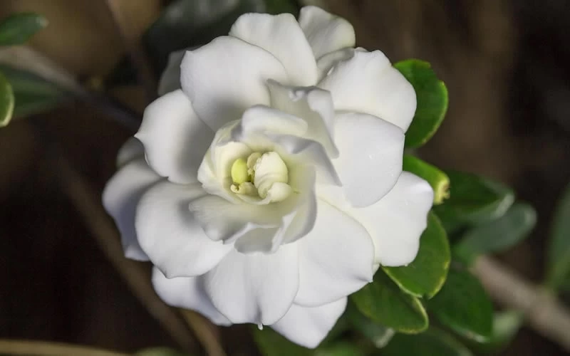 Double Mint Gardenia - 2 Gallon Pot - Image 7