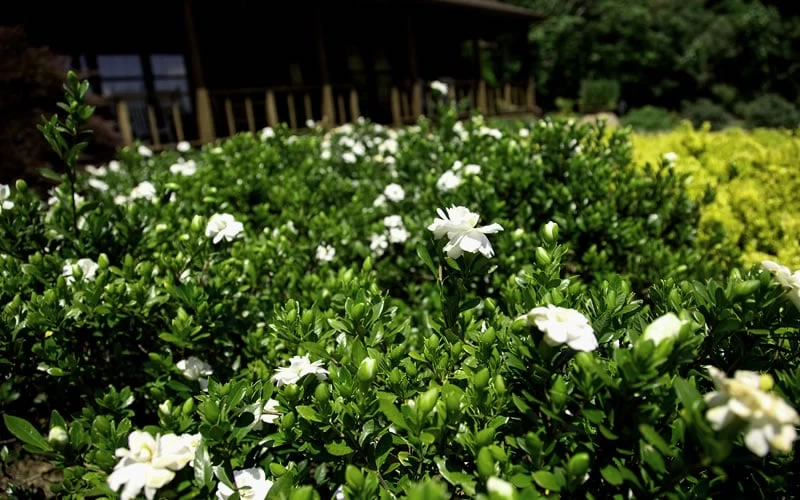 Double Mint Gardenia - 2 Gallon Pot - Image 5